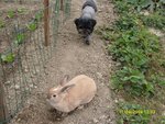 Tu peux toujours courir pour m'attraper