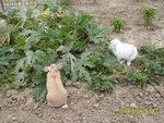 Elles sont bien bonnes ces feuilles de courgettes