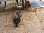 Les lapins que rien ne gène, ils partagent  tout avec tous
