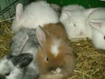 Les bébés