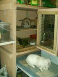 Panpan et panpinette sortent de leur abris dans le garage