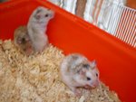 Les bébés de cody