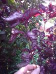 11092009_002.jpg