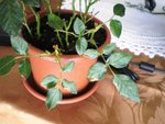 Maladie-rosier 003-reduction.jpg