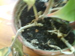 DSC00015.JPG