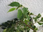 feuillage panaché en bas puis vert en haut