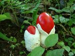 --------------------------amanita hemibapha
