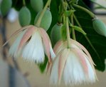 -------------------------elaeocarpus reticulatus