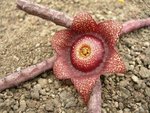 ------------------------orbeanthus hardyii