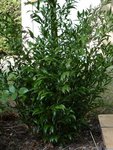 Plante 001.jpg