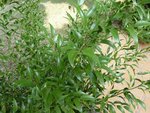 Plante 003.jpg