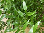 Plante 005.jpg