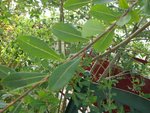 plante 3 bis.jpg