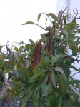 photinia3.jpg