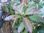 photinia2.jpg