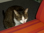 IMGP2247.JPG