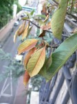 photinia4.jpg