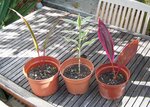 100_0560.JPG