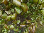 une autre photo de plus près