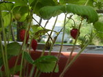 SDC10978.jpg