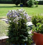 La dite plante des pieds (du pot) à la tête