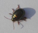 DSC00593.jpg