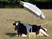lavache180.jpg