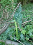 DSC00800.jpg