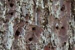 Tout l'arbre est percé à l'identique