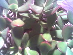 voici mon crassula je suis arrivee a vous envoyer la phota grace a vos conseils .Merci