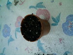 IMAG0284.JPG