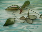 IMAG0288.JPG