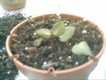 IMAG0292.JPG