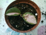 IMAG0290.JPG