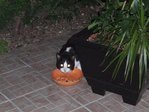 019 - Copie.JPG