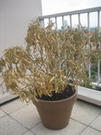 Laurier rose.jpg