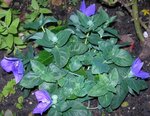 Fleurs bleues.jpg