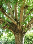 m_IMG_1964.JPG