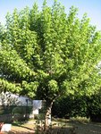 m_IMG_1963.JPG