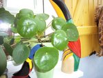 Voici la plante concernée