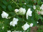 DSC00555 - Copie.JPG