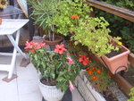mes fleurs