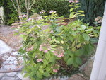 hortensia perruche