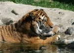 tigres-autres-animaux-suisse-36279560-967754.jpg