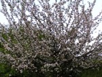Pommier en fleurs.jpg