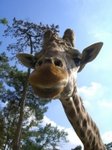 girafes-autres-animaux-france-6919519306-968509.jpg