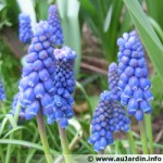 muscari.jpg