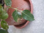 Maladie-rosier-09-18 012-bis.jpg