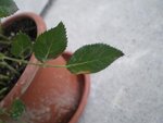 Maladie-rosier-09-18 014.jpg