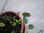 Maladie-rosier-09-18 015.jpg